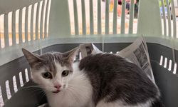 Ağaçta mahsur kalan kedi kurtarıldı