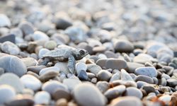 Akdeniz'de yavru caretta heyecanı