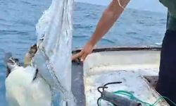Çuvala dolanan caretta carettayı balıkçı kurtardı