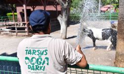 Doğa parkında hayvanlar dondurulmuş meyve kokteylleriyle serinliyor