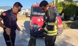 Evin avlusuna giren yılan itfaiye ekipleri tarafından yakalandı