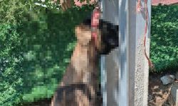 Evin avlusundan çalınan köpek, elektrik direğinde asılı halde ölü bulundu