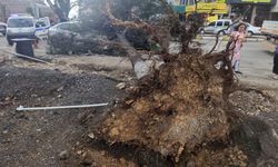 Fırtınanın kökünden söktüğü ağaç, otomobilin üzerine devrildi