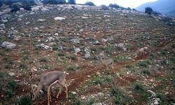 Hatay'da dağ ceylanlarının tek sıra halinde ilerlediği anlar fotokapanda
