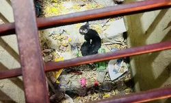 Hatay'da kanalizasyona düşen kedi kurtarıldı