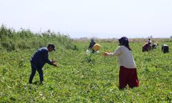 HBB'den vatandaşlara 100 ton kavun