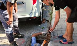Kanalizasyona düşen kedi kurtarıldı