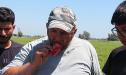 Kilosu 5 TL'ye düşen karpuz, marketlerde 17 TL