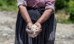 Leklek fasulyesi tohumları bu yıl da toprakla buluştu