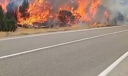 Orman yangını büyümeden söndürüldü