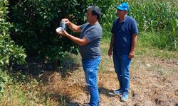 Osmaniye'de narenciye bahçelerine 8 bin faydalı böcek salındı
