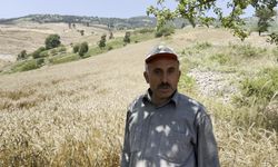 Osmaniye'de yüksek rakımlı tarlalarda orakla buğday hasadı