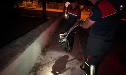 Sokakta görülen yılan yakalanıp doğaya bırakıldı