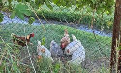 Organik Yumurta ve Organik Tavuk Nasıl Anlaşılır?