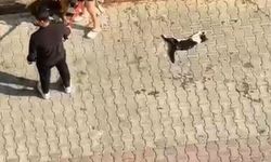Ağızlıksız gezdirilen pitbull, kediyi öldürdü; sahibi, 'polisi aramayın' dedi