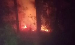 Alanya'da orman yangınında 2 dönüm alan zarar gördü