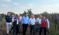Düziçi'nde ayçiçek hasadı