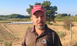 Göç yolculuğundaki leylekler tarlada mola verdi