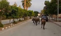 Hatay'da başıboş anguslar yola çıktı; görenler şaşırdı