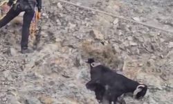 Hatay'da dağda mahsur kalan 2 keçiyi itfaiye kurtardı
