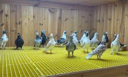 Kuş tutkunu, kümeste 'servet' besliyor