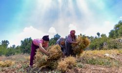 Mersin Büyükşehir, yerel tohumları geleceğe taşıyor