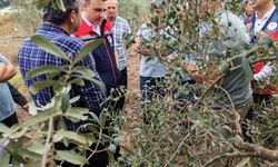 Osmaniye'de dolu yağışının zarar verdiği zeytin bahçelerinde hasar tespiti yapıldı