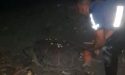 Sahilde yönünü şaşıran caretta carettayı vatandaşlar denize ulaştırdı