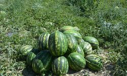 Yayla karpuzu pazardaki yerini aldı