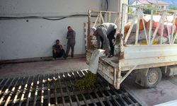 AB tescilli Çağlayancerit cevizinde hasat başladı