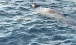 Alanya'da deniz yüzeyinde görülen fok, cep telefonu kamerasında