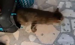 Apartmanın havalandırma bacasına düşen kedi kurtarıldı