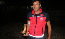 Çayda toplu balık ölümüne inceleme