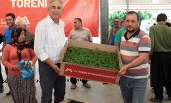 Erdemlili üreticilere domates fidesi desteği