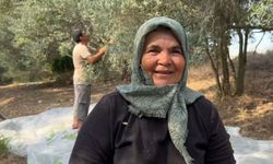 Erkenci zeytin hasadı başladı