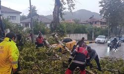 Hatay'da aşırı rüzgarda devrilen ağaç otomobilin üzerine düştü