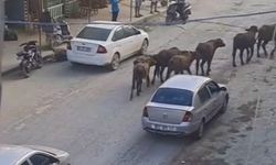 Hatay'da başıboş mandalar caddeye indi