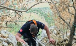 Kayalıklarda mahsur kalan keçi kurtarıldı
