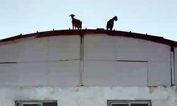 Keçiler, 3 katlı inşaatın çatısına çıktı