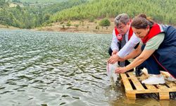 Mersin'de göl ve göletlere 347 bin yavru sazan bırakıldı