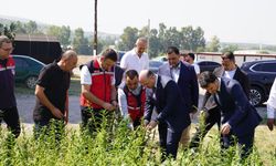 Osmaniye, susam üretiminde Türkiye 8'incisi