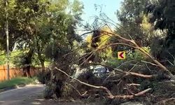 Polis ekipleri, devrilen ağacı kaldırarak yolu trafiğe açtı
