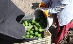 Adana'da yeni sezon limona 'yatak limon' engeli