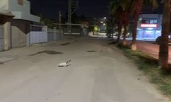 Ağaçta 24 saat mahsur kalan kedi kurtarıldı