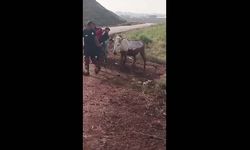 Çamura saplanan eşeği itfaiye kurtardı