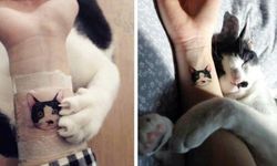 Evinde rahatsızlanan Gamze kurtarılamadı, 20 kedisi korumaya alındı / Ek fotoğraflar