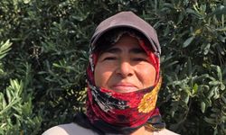 Hatay'da aromasıyla ünlü halhalı zeytininde hasat zamanı