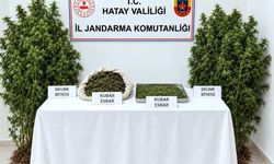 Hazine arazisinde uyuşturucu yetiştiren şüpheli tutuklandı