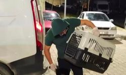 İskenderun'da sahipsiz köpeklerin saldırdığı çocuk yaralandı