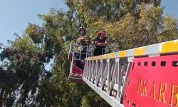 Kafesinden kaçan papağan sahibine teslim edildi